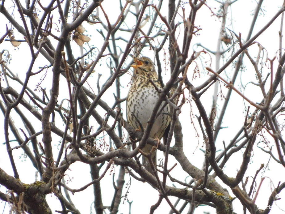 Énekes rigó dalol a fán