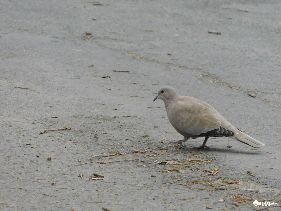 Úton keresgélő Balkáni gerle