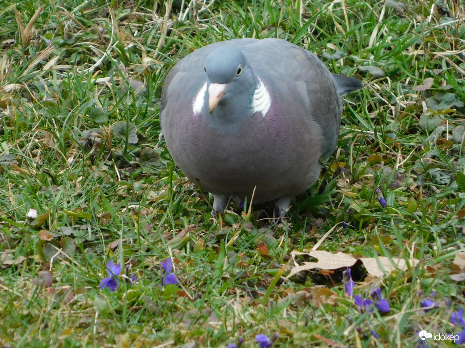 Örvös galamb és az ibolyák