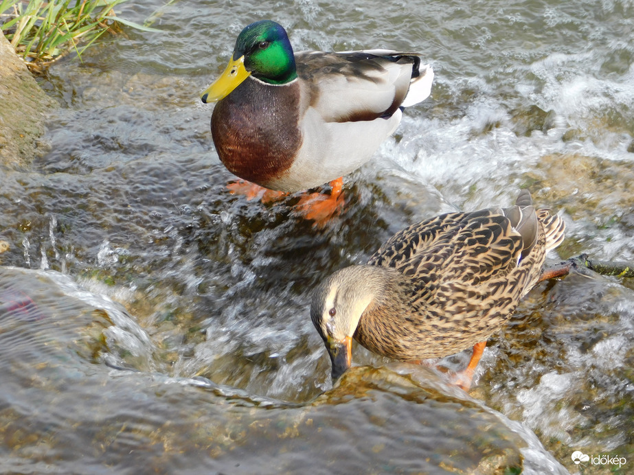 Récepár a csobogónál
