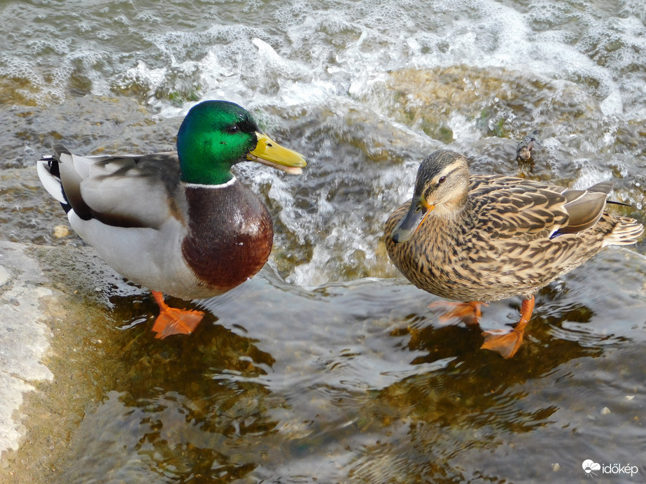 Sikerült feljönni!