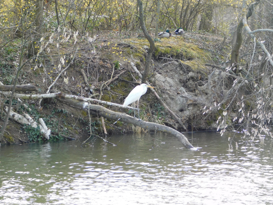 Kedvelt pihenő-és búvóhely