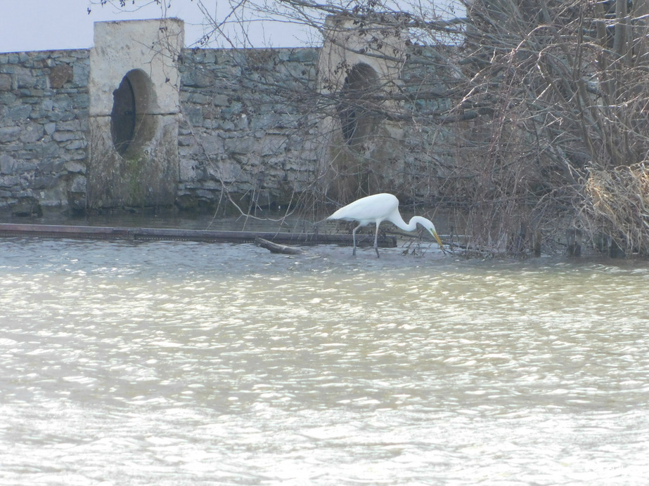 Halászó Nagy kócsag a Horgásztavon