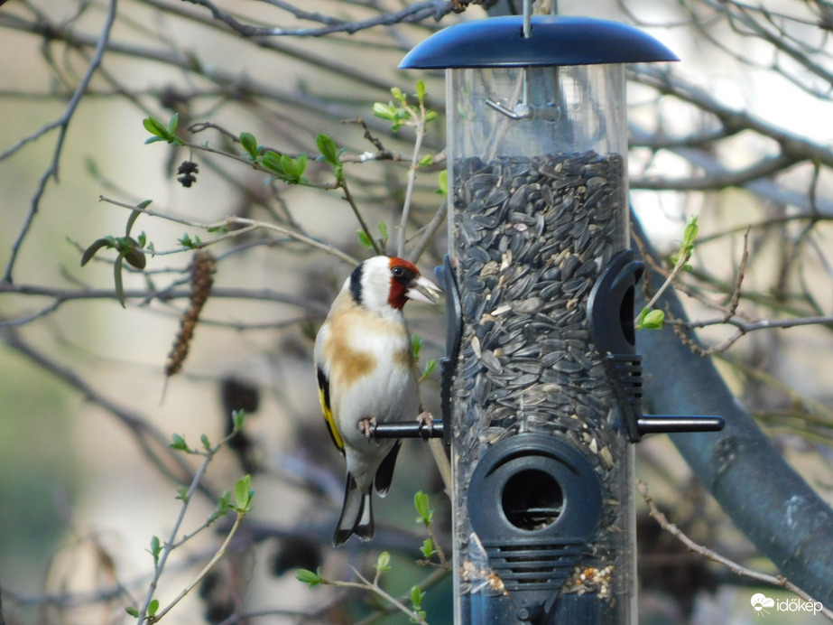 Itt még bőségesen van!