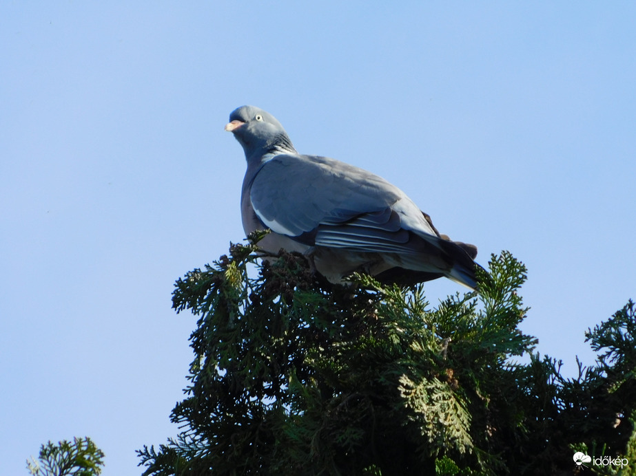 Örvös galamb a csúcson