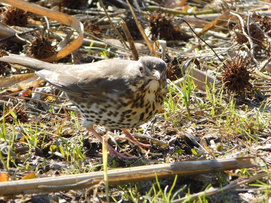 Tóparton keresgélő Énekes rigó