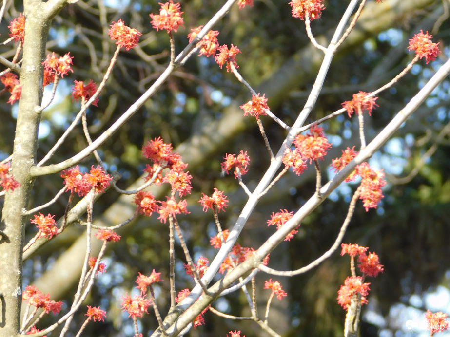 Virágzó bokor (milyen?)
