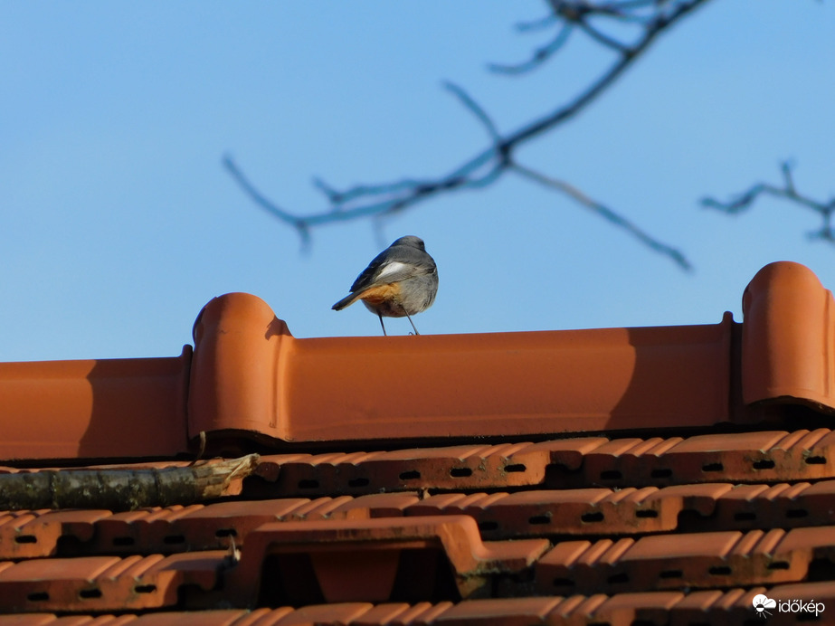 Rozsdafarkú a tetőn