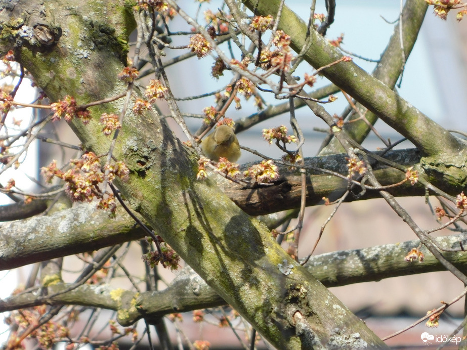 Füzike?-és az árnyéka