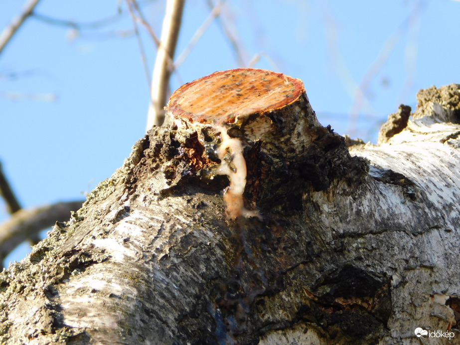 Csorog a nyírfa leve