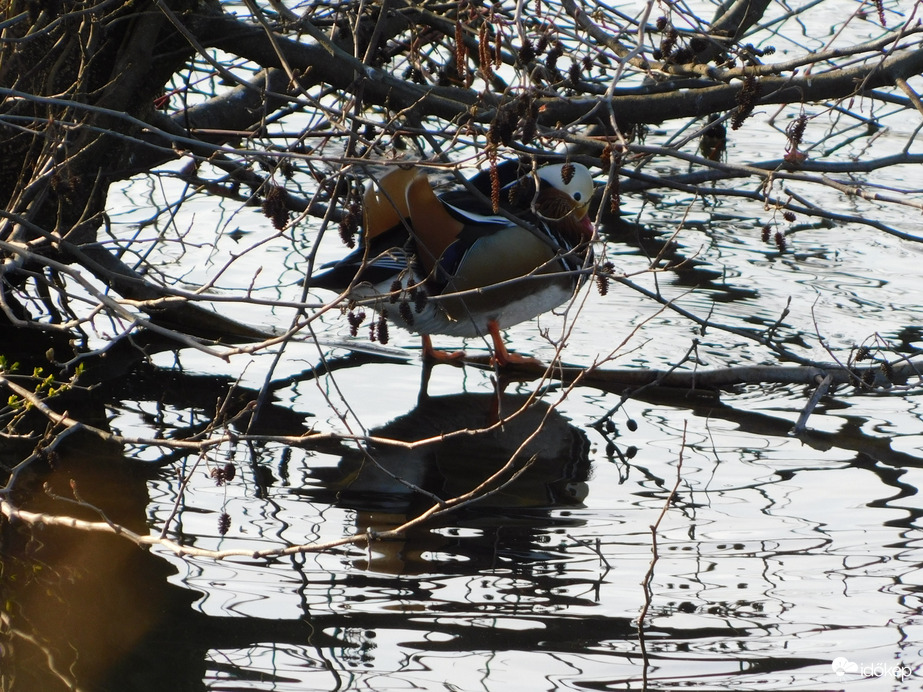 Elbújtam a bokor alá