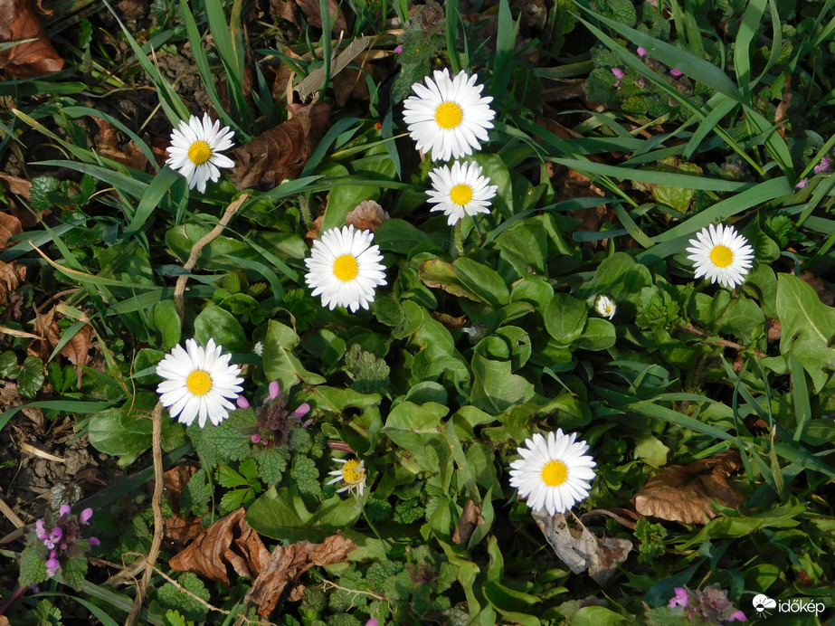 Apró virágok mindenütt