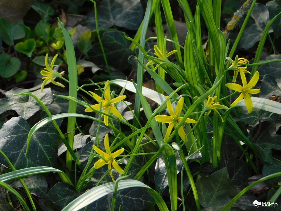 Apró virágok mindenütt