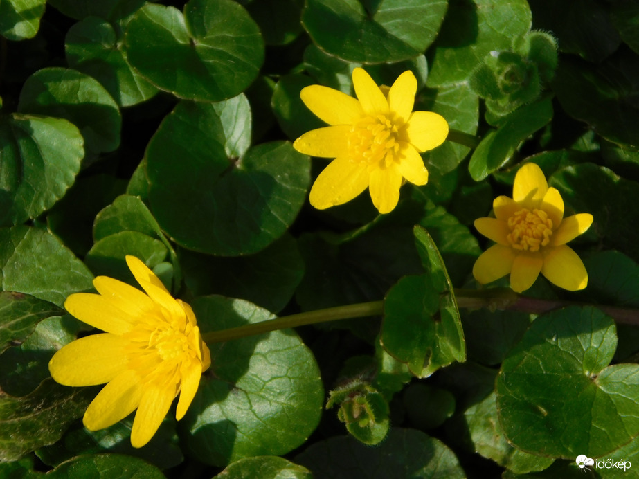 Apró virágok mindenütt