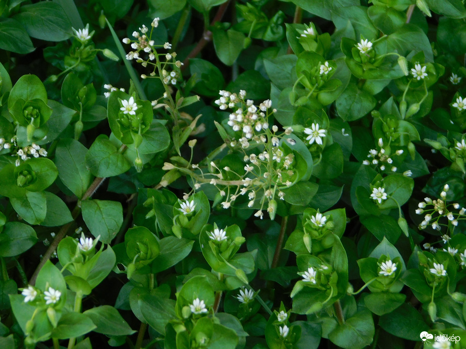 Apró virágok mindenütt