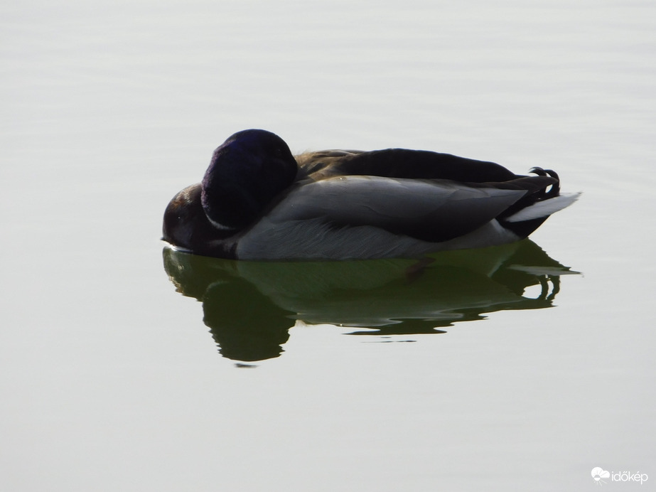 Szundikálás vízen lebegve