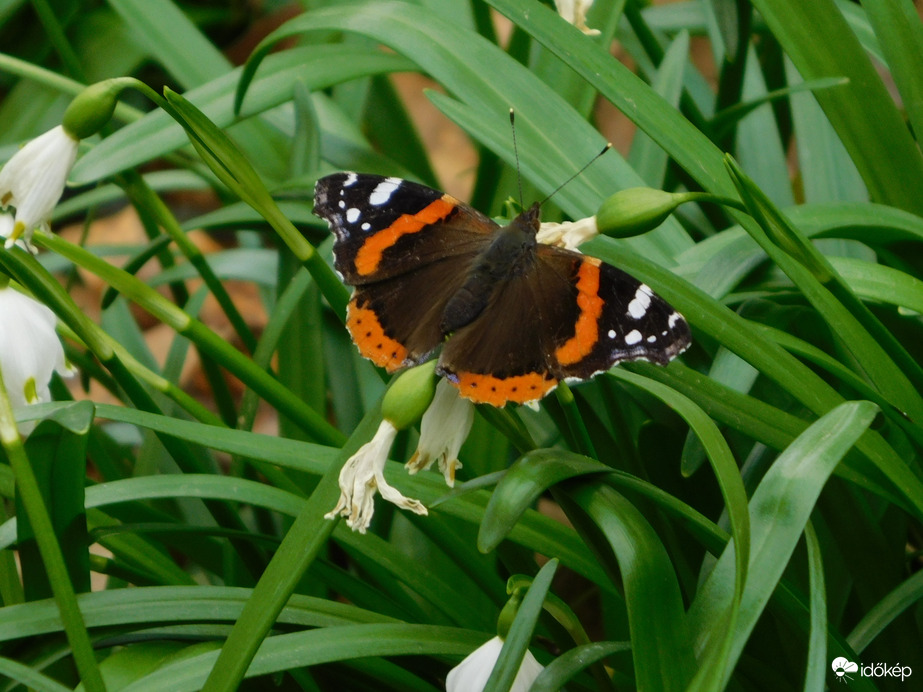 Pillangó a Tőzikén