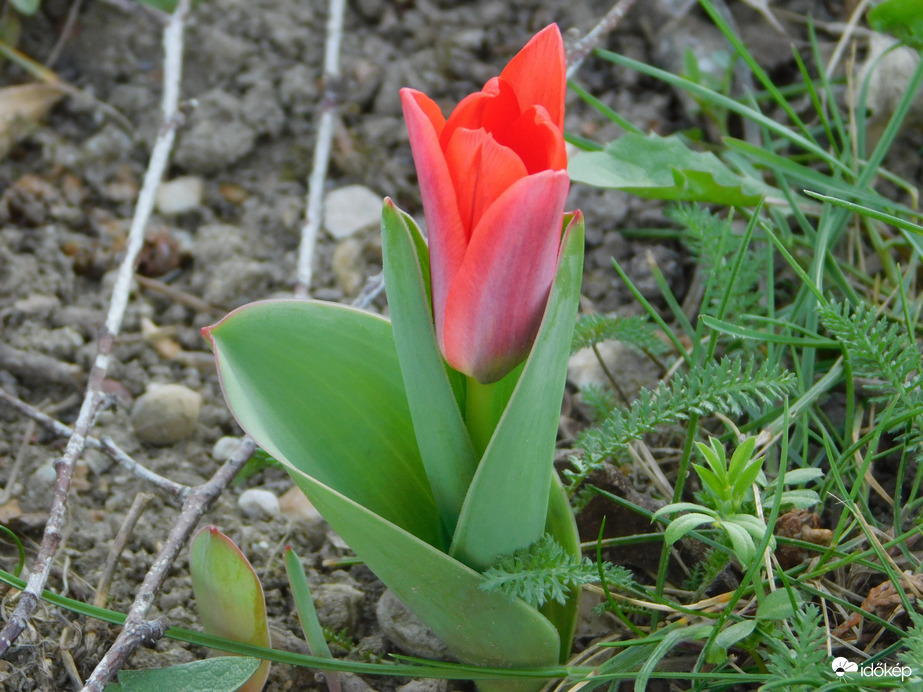 Idei első tulipán a Csónakázó-tónál