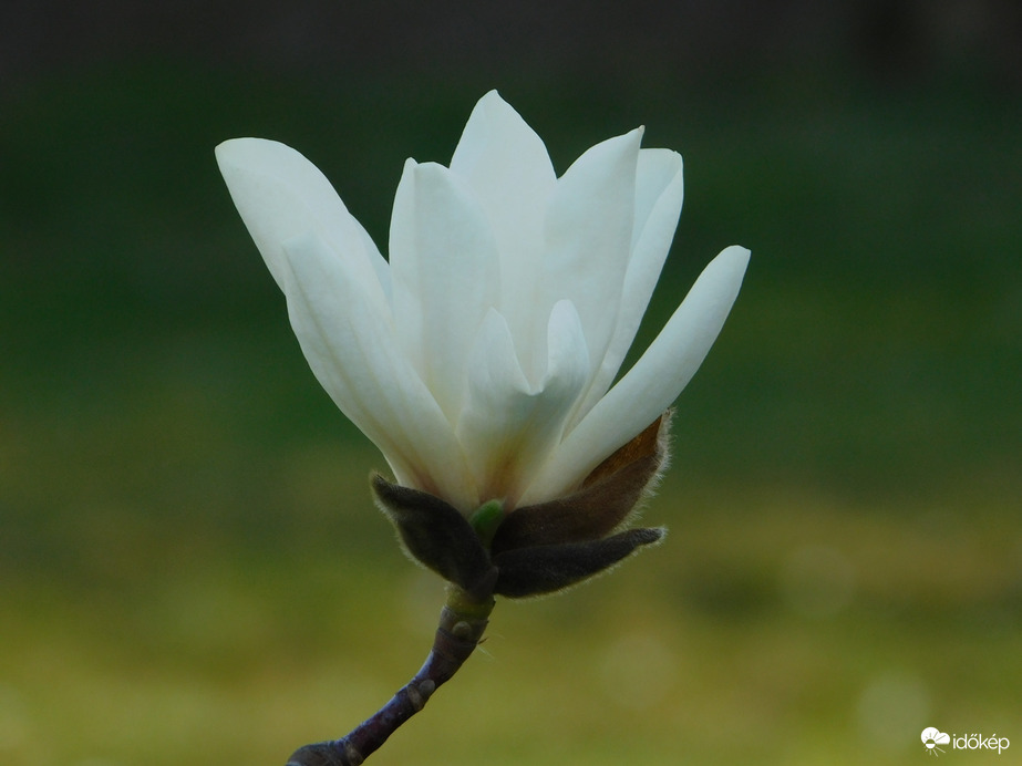 Variációk egy virágára