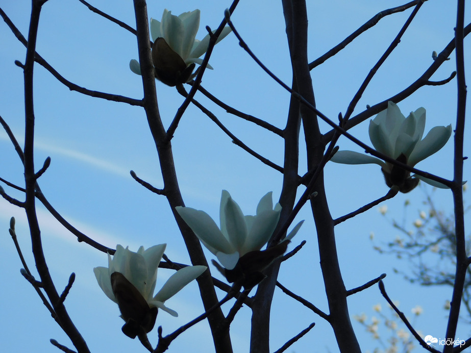 Virágoznak a Liliomfák a Csónakázó-tó szigetén