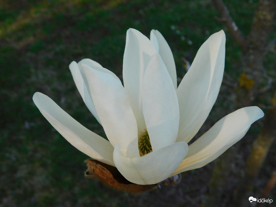 Variációk egy virágára