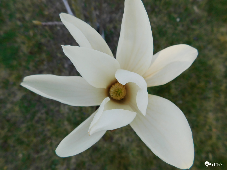 Variációk egy virágára