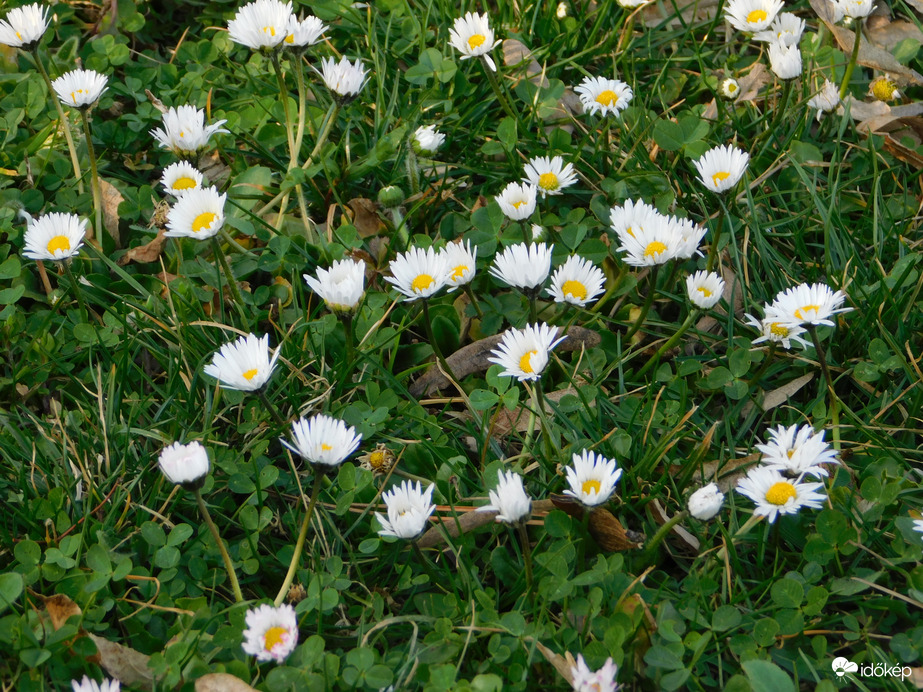 Százszorszép szőnyeg a Spotligetbenn