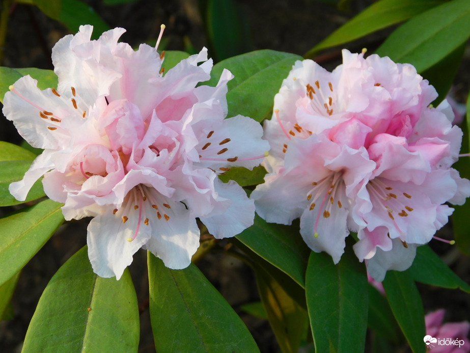 Rododendron virágzás a Sportligetben