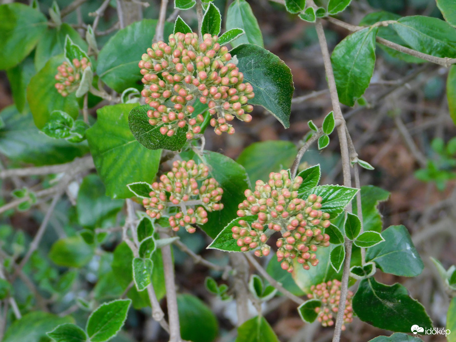 Milyen bokor vagyok?