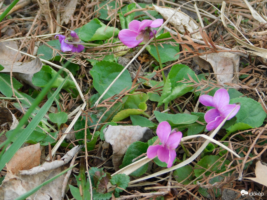 Rózsaszín ibolyát találtam