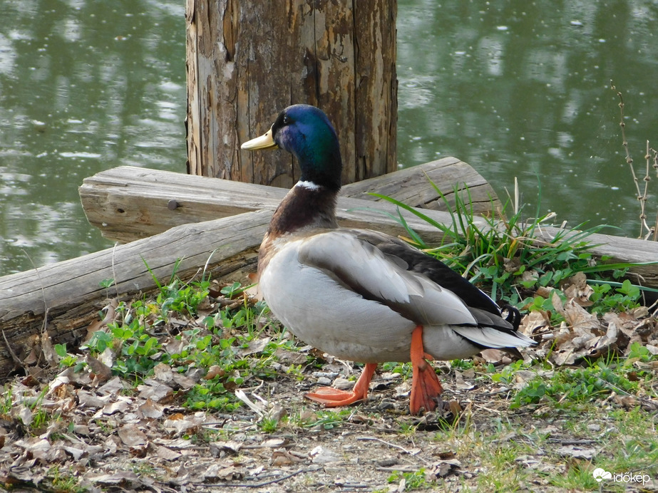 Tornagyakorlatok: lábemelés