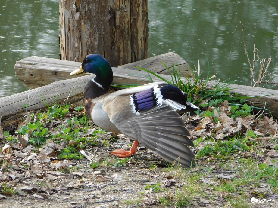 Tornagyakorlatok: bal szárny- és lábnyújtás