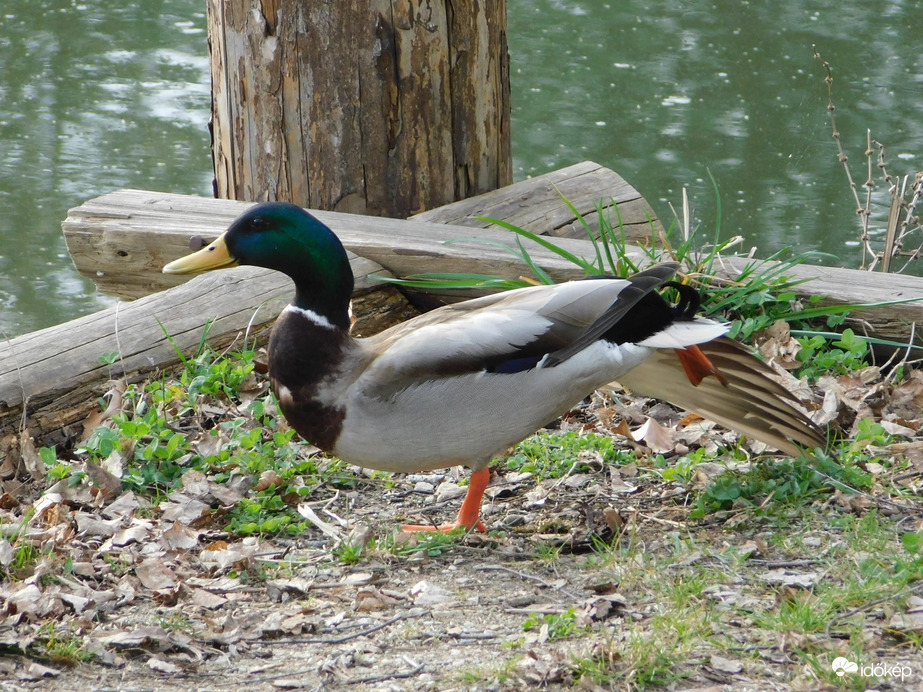 Tornagyakorlatok: jobb szárny- és lábnyújtás