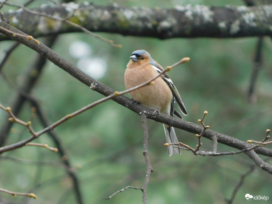 Hím erdei pinty a fán