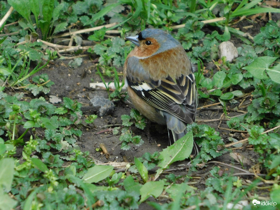 Hím erdei pinty fűben keresgélve
