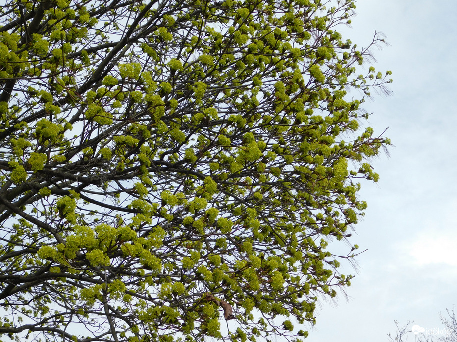 A szél megtépázta a fákat is