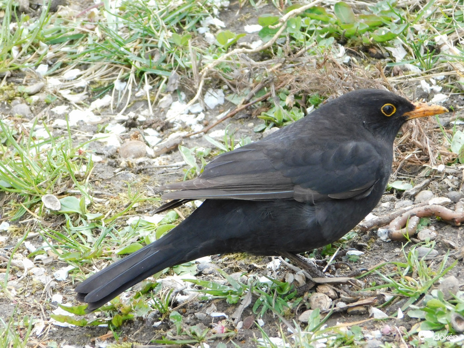 Fekete rigó és az uzsonna