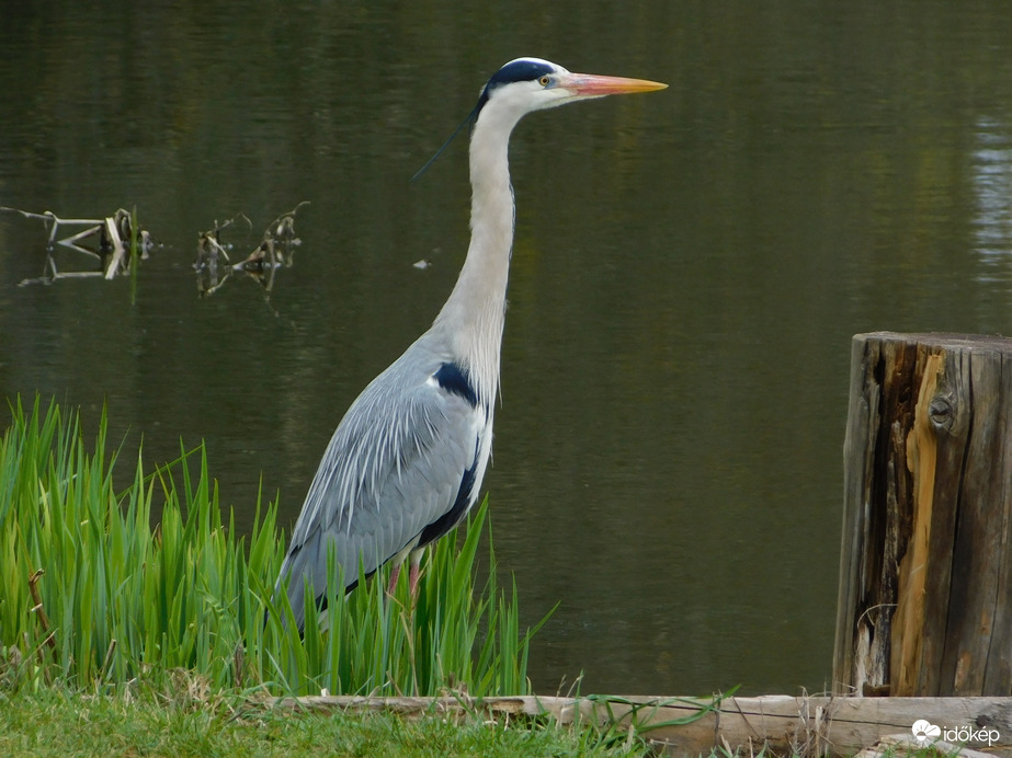 Szürke gém a Hogásztó partján