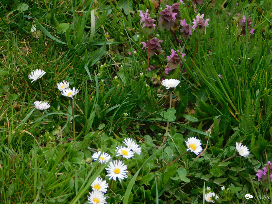 Mezei virágok