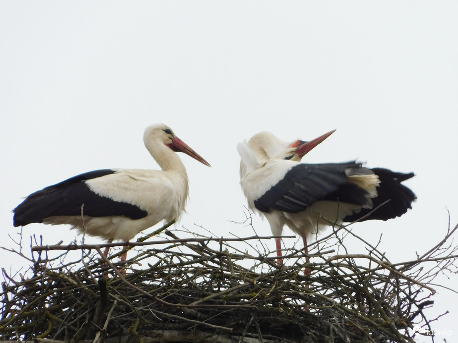 Gólyafészek, Kenéz