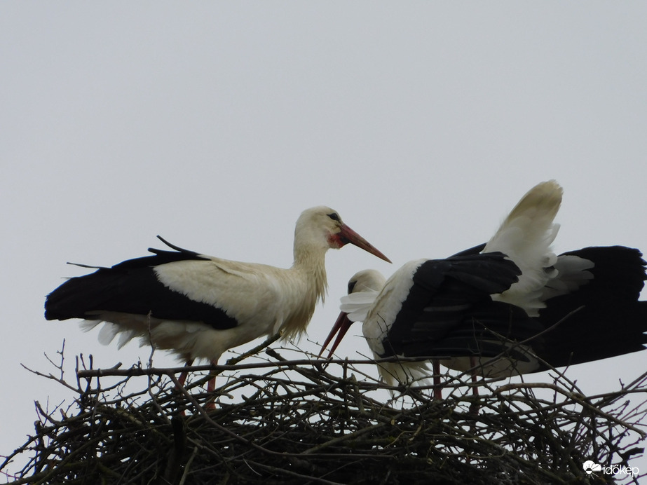 Gólyafészek, Kenéz