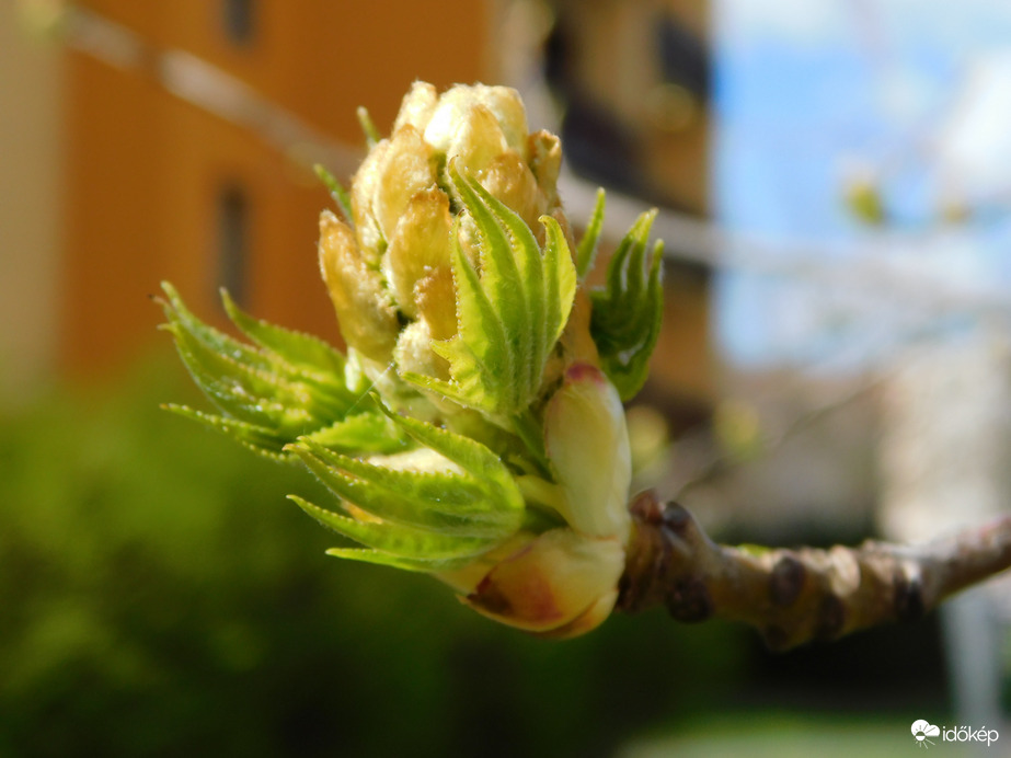 Tavasz a lakótelepen