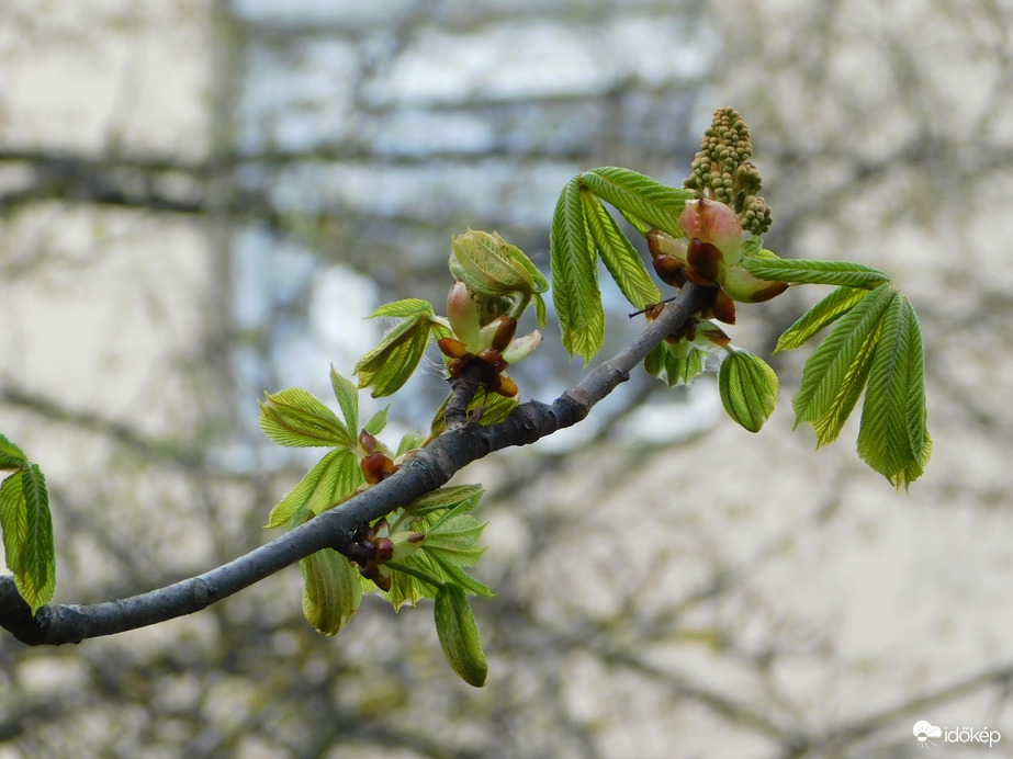 Tavasz a lakótelepen