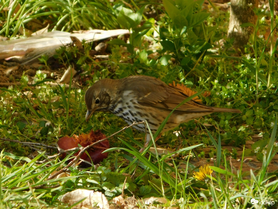 Énekes rigó és az alma