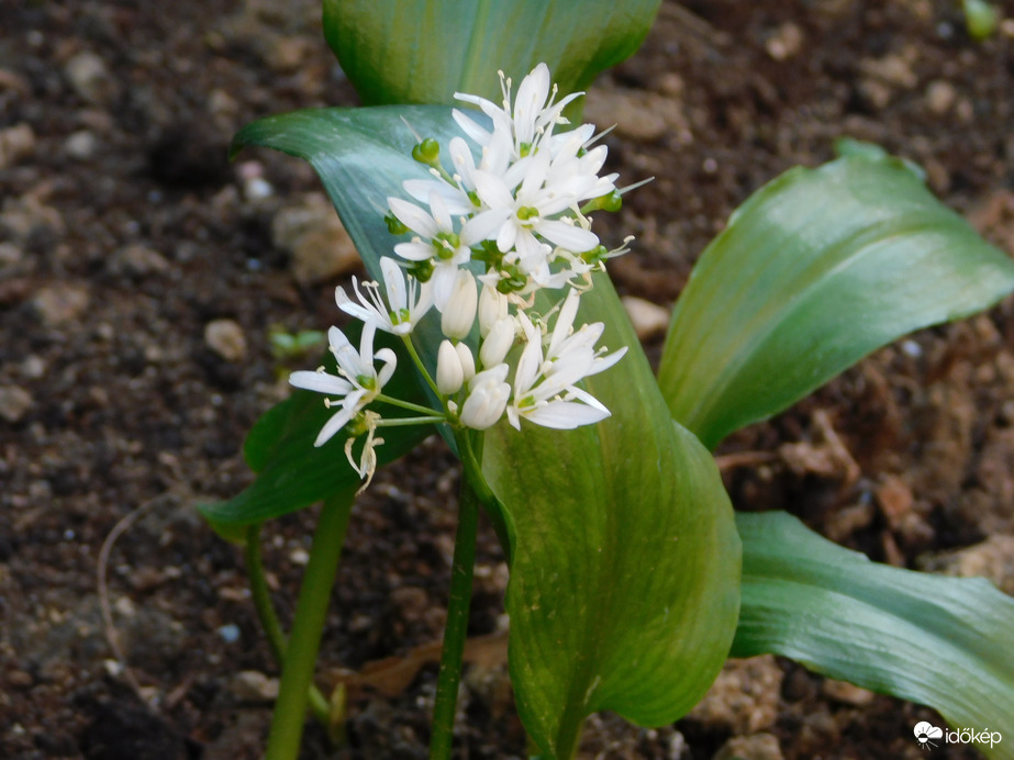Virágzó medvehagyma