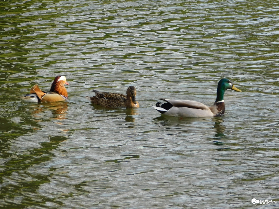 Kinek legyek a párja?