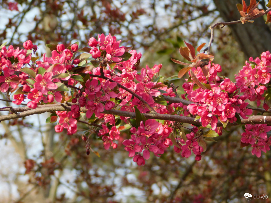 Virágba borult a díszalmafa
