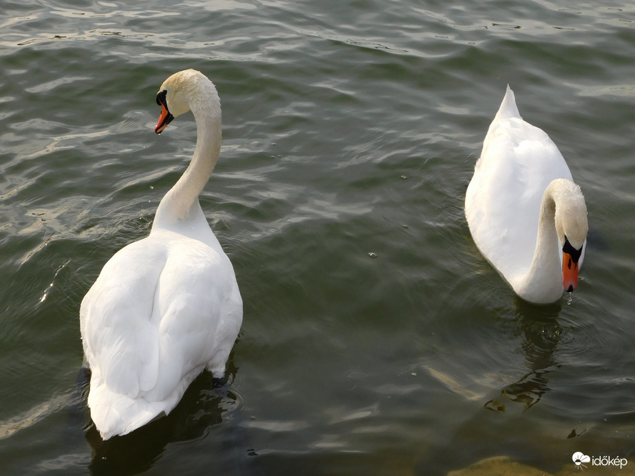 Visszajöttek a hattyúink!