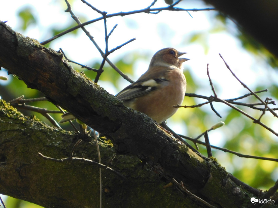 Figyeljetek! Visszajött a tavasz!