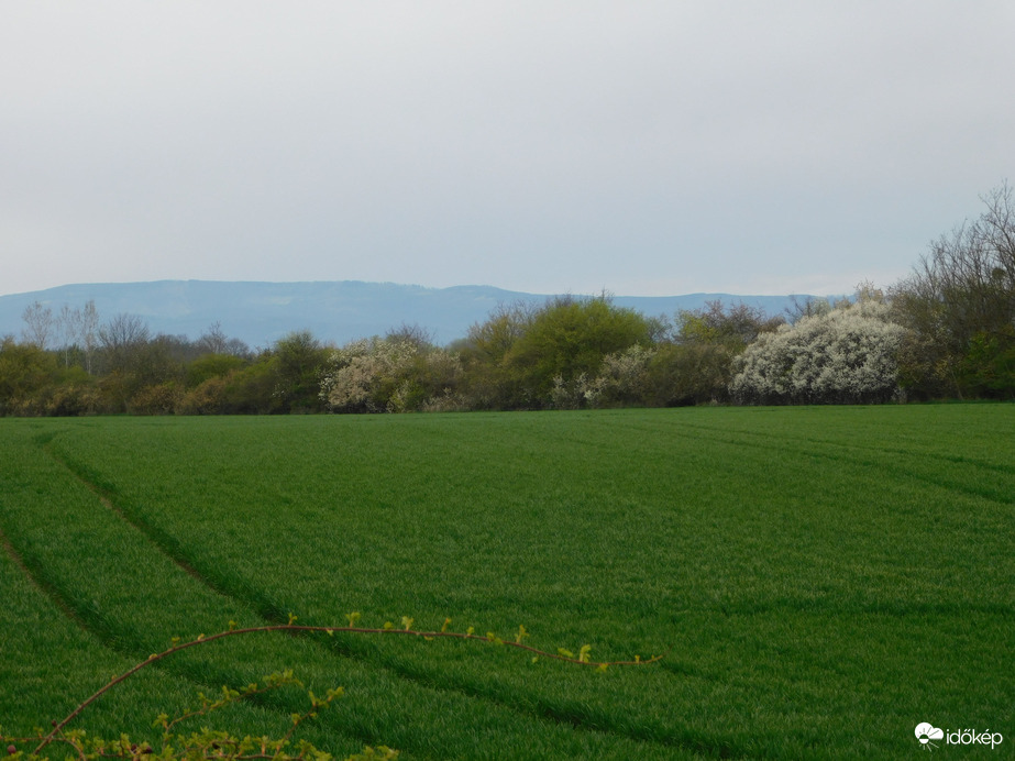 Az eső jót tett a vetésnek